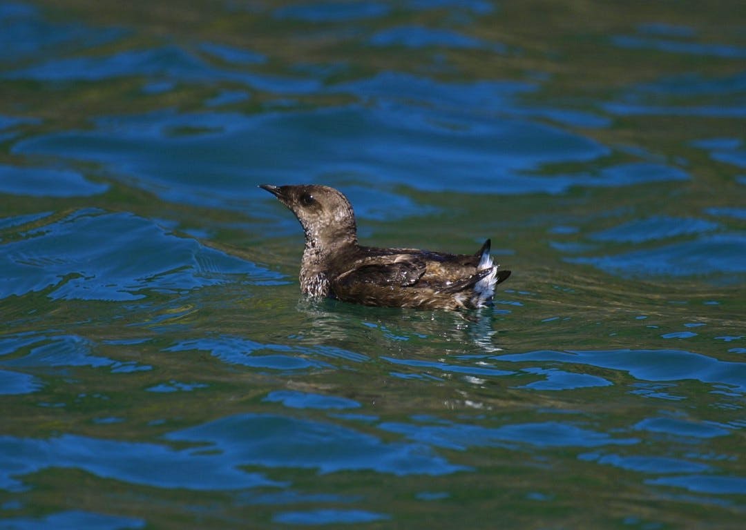 Marbled murrelet