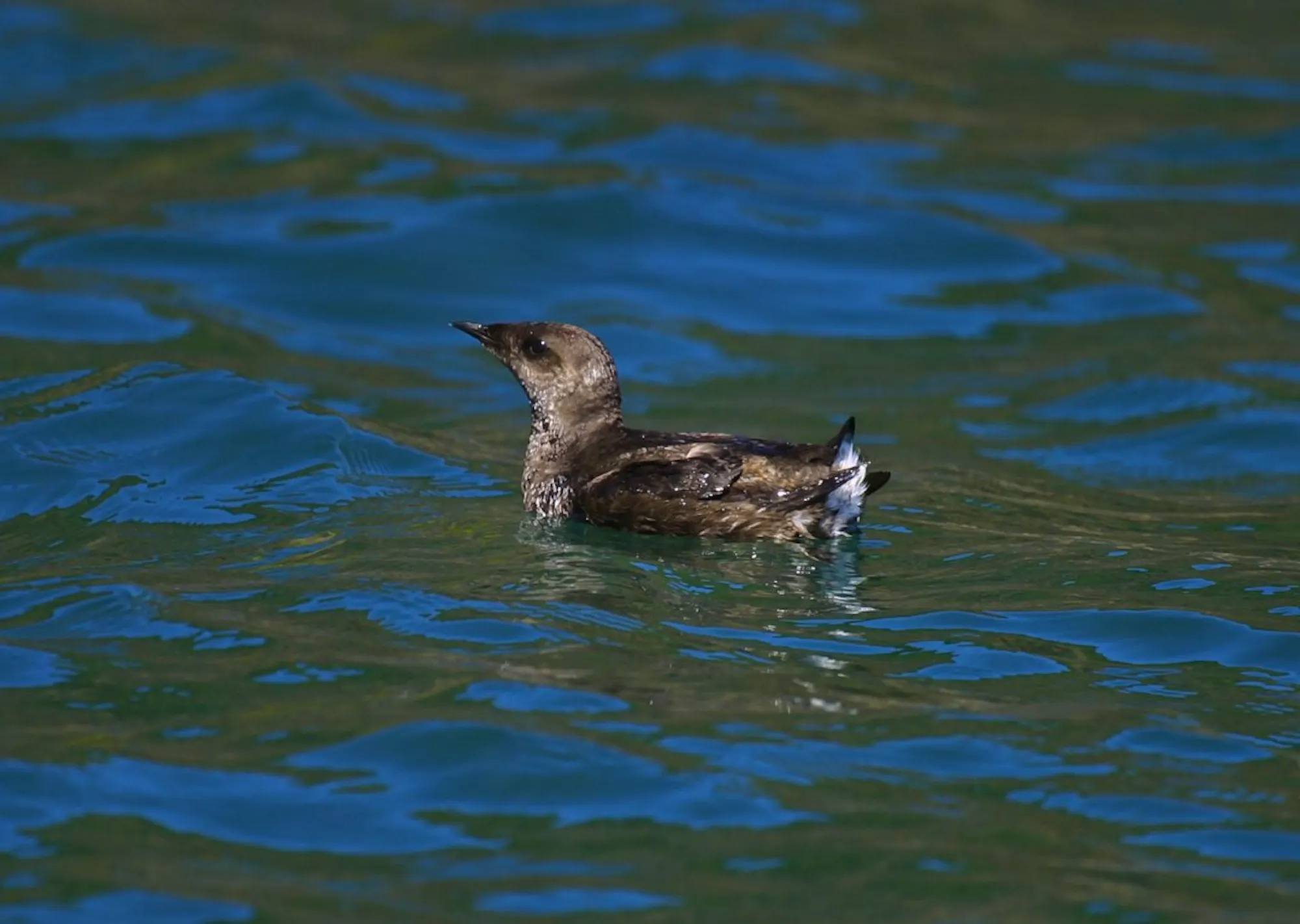 Commission Turns Turncoat on Marbled Murrelet | Defenders of Wildlife