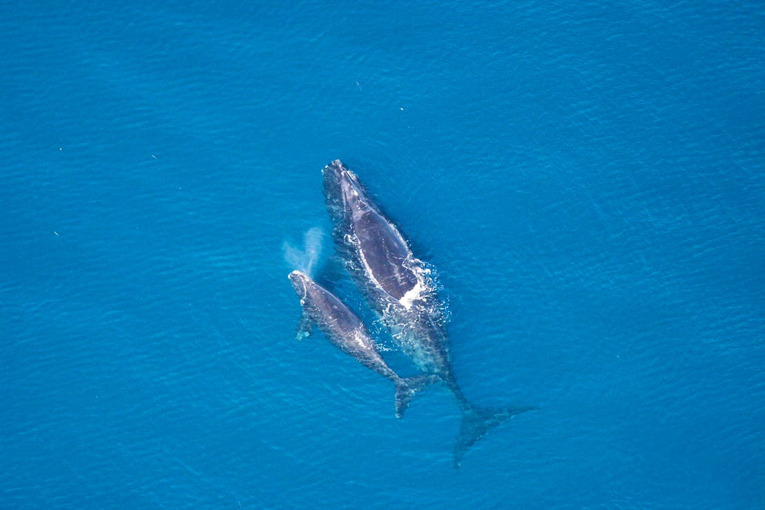 Right Whale