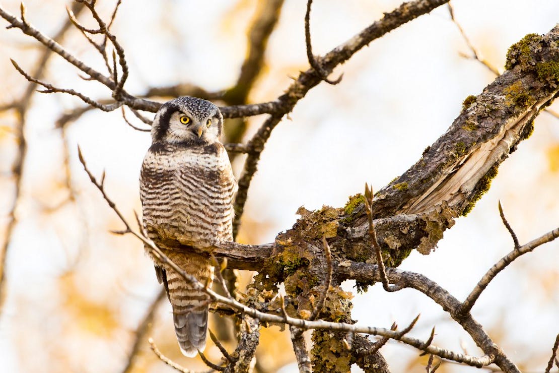 Northern Hawk Owl 