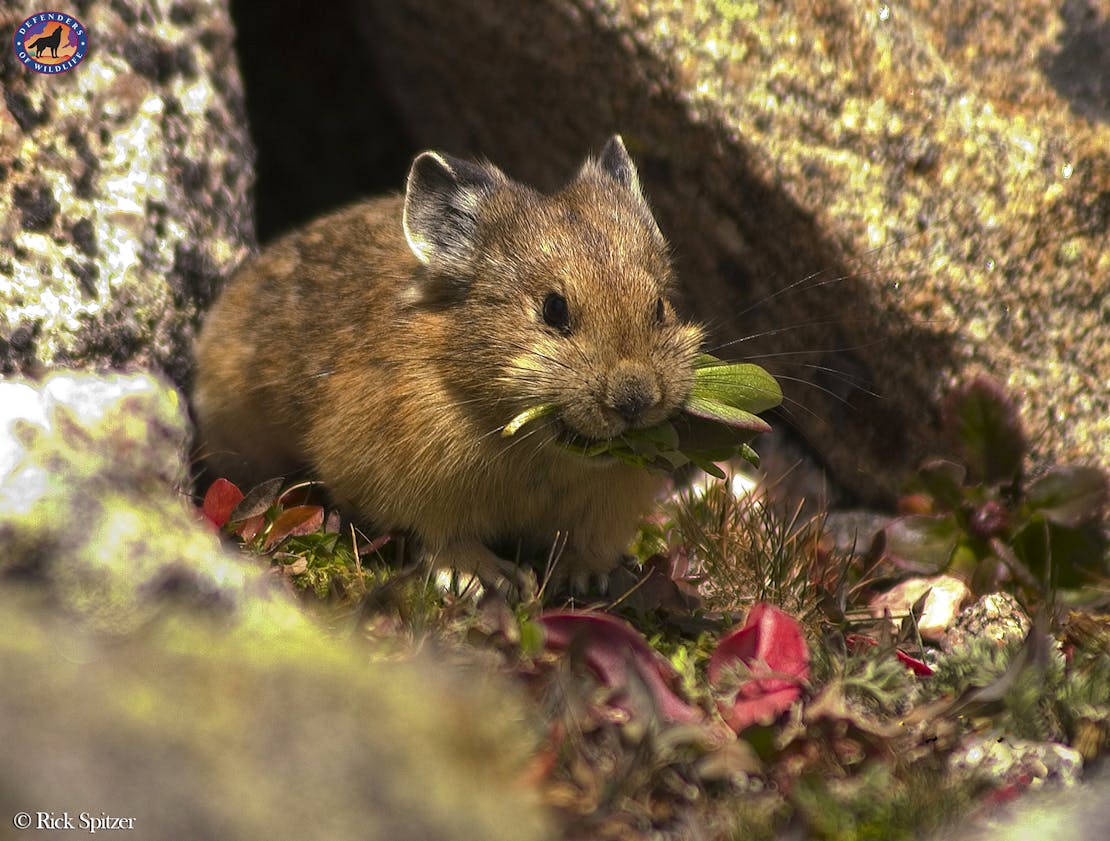 Pika