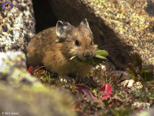 Pika