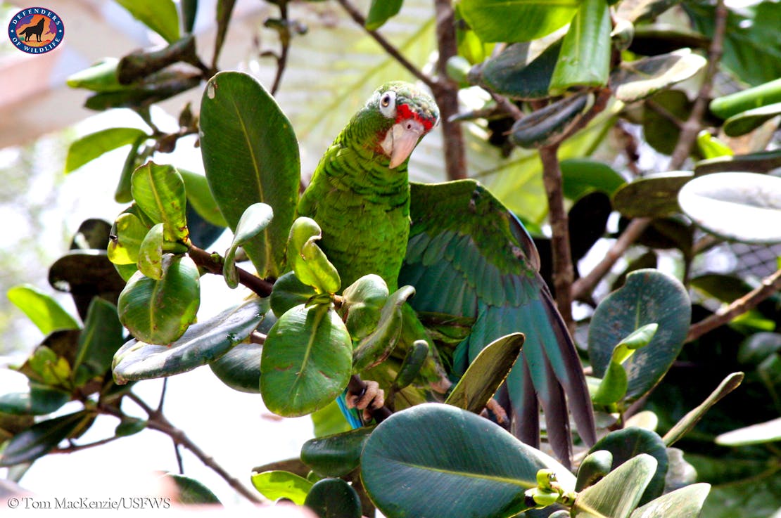 Puerto Rican parrot