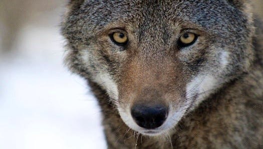 Red wolf eyes