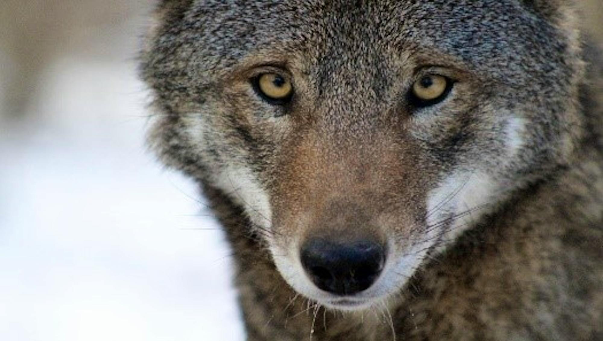 Red wolf eyes