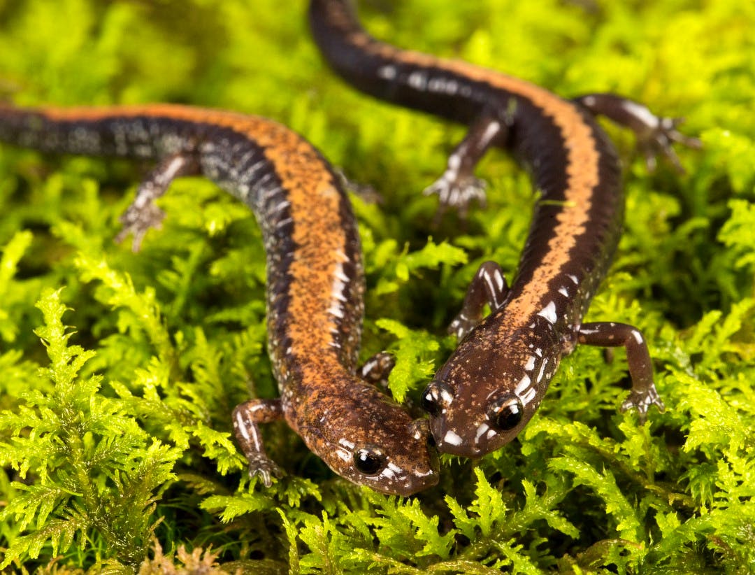 Red Back and Shenandoah Salamander