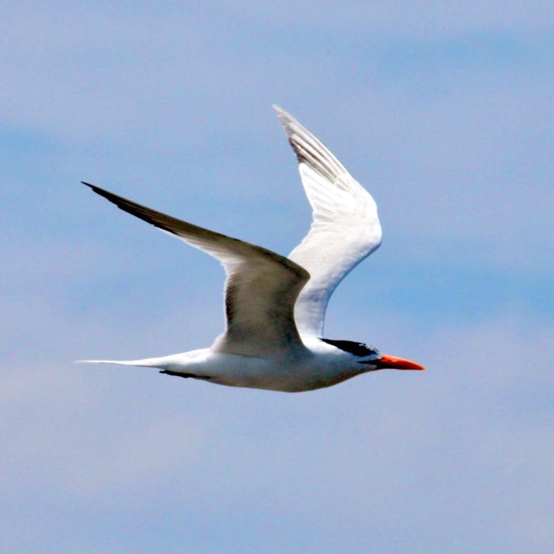 Royal Tern