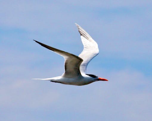 Royal Tern