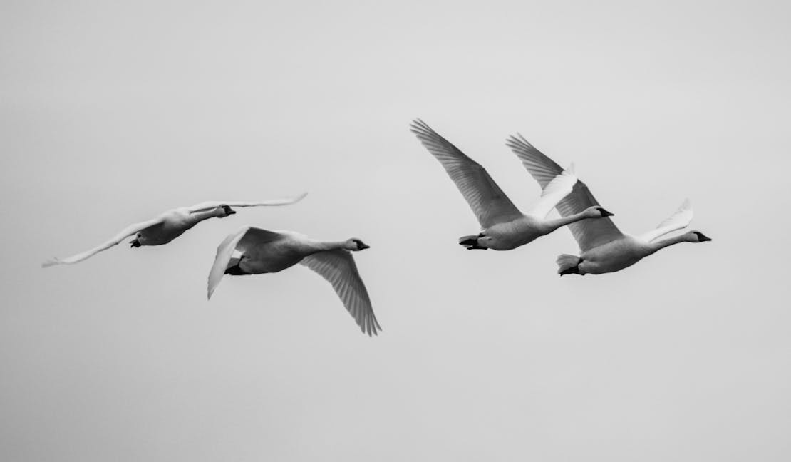 Snow geese