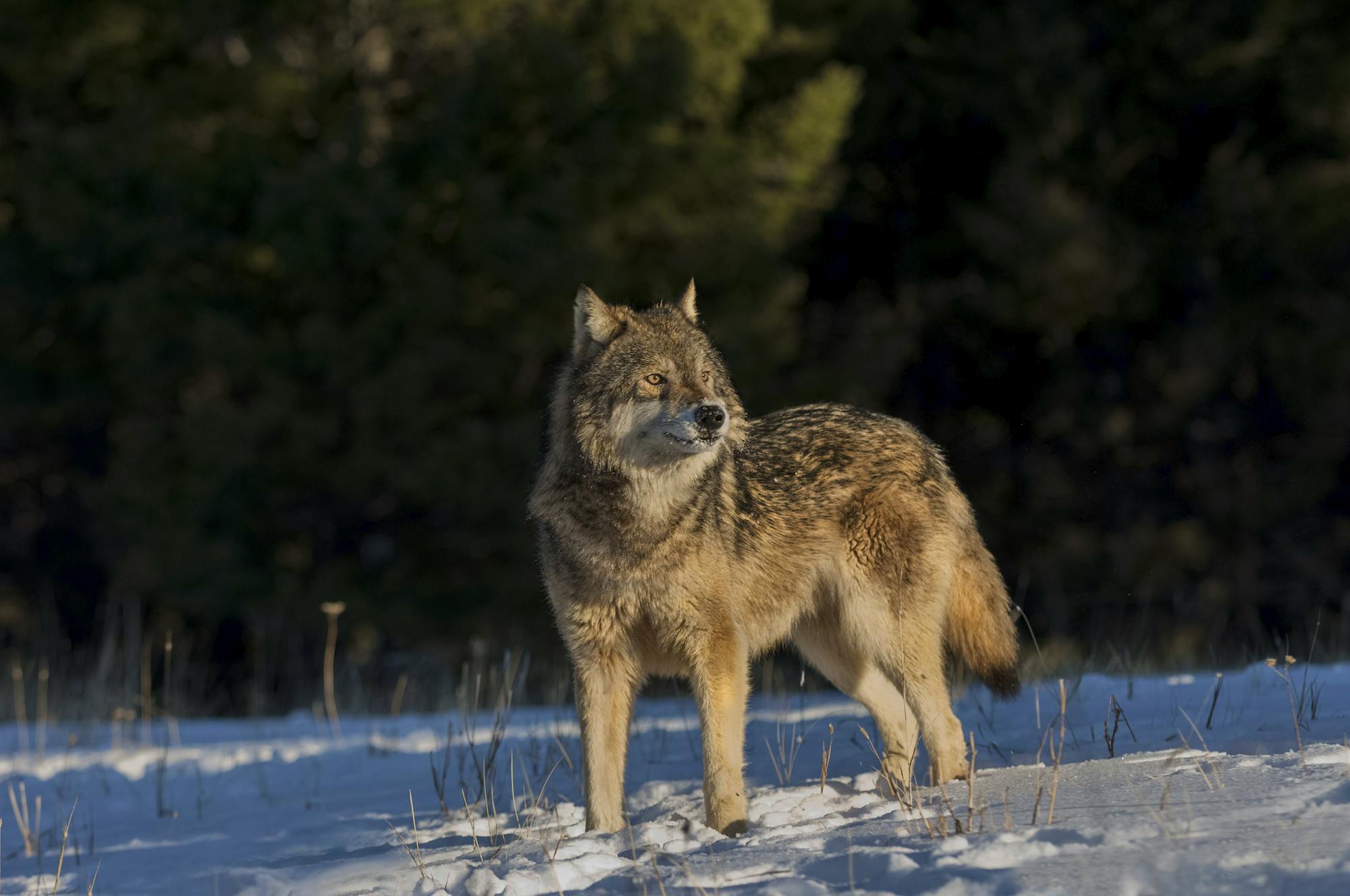 Gray wolf yellowstone Lamar valley