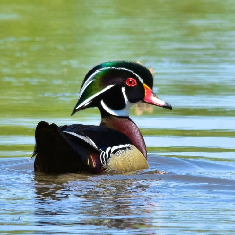 Wood Duck