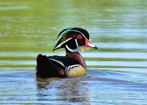 Wood Duck 