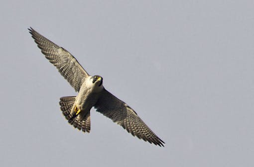 Peregrine falcon 