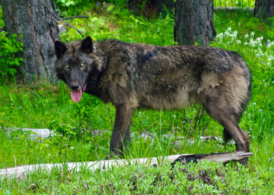 A 100 lb adult male wolf was GPS radio-collared in the Mt Emily unit