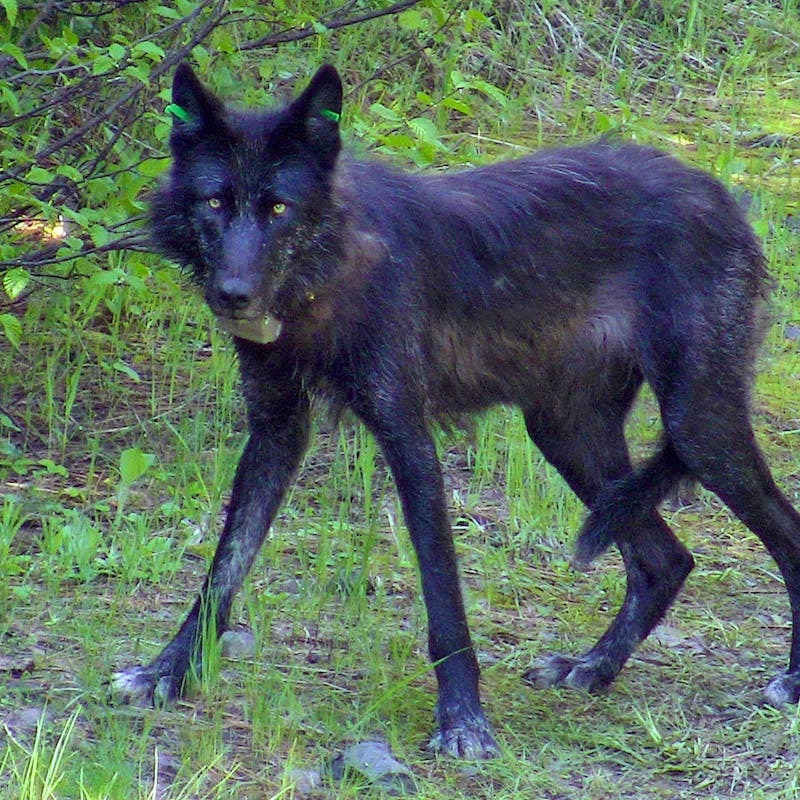 OR-13, a female gray wolf of the Wenaha pack