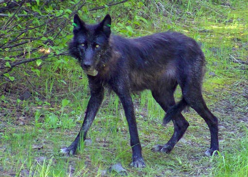 OR-13, a female gray wolf of the Wenaha pack