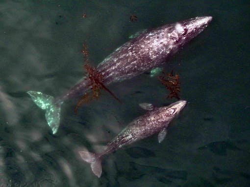 Gray whale mom and calf California