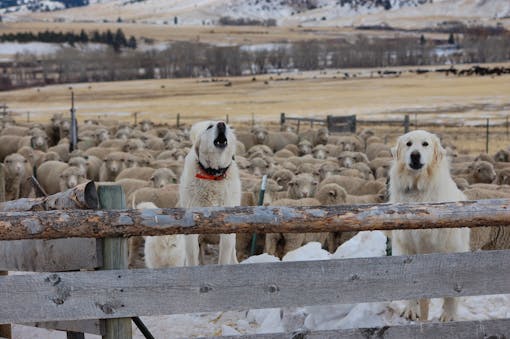 Livestock Guardian Dogs 