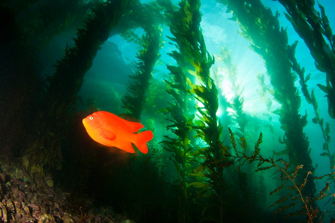 Garibaldi in kelp