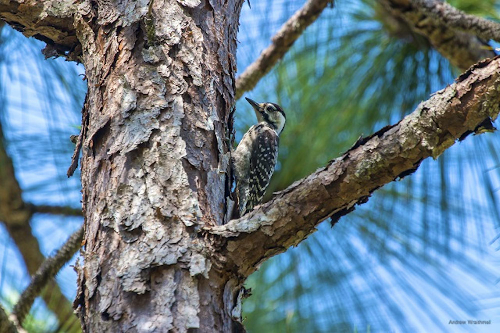 Red-cockaded woodpecker 