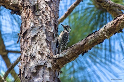 Red-cockaded woodpecker 