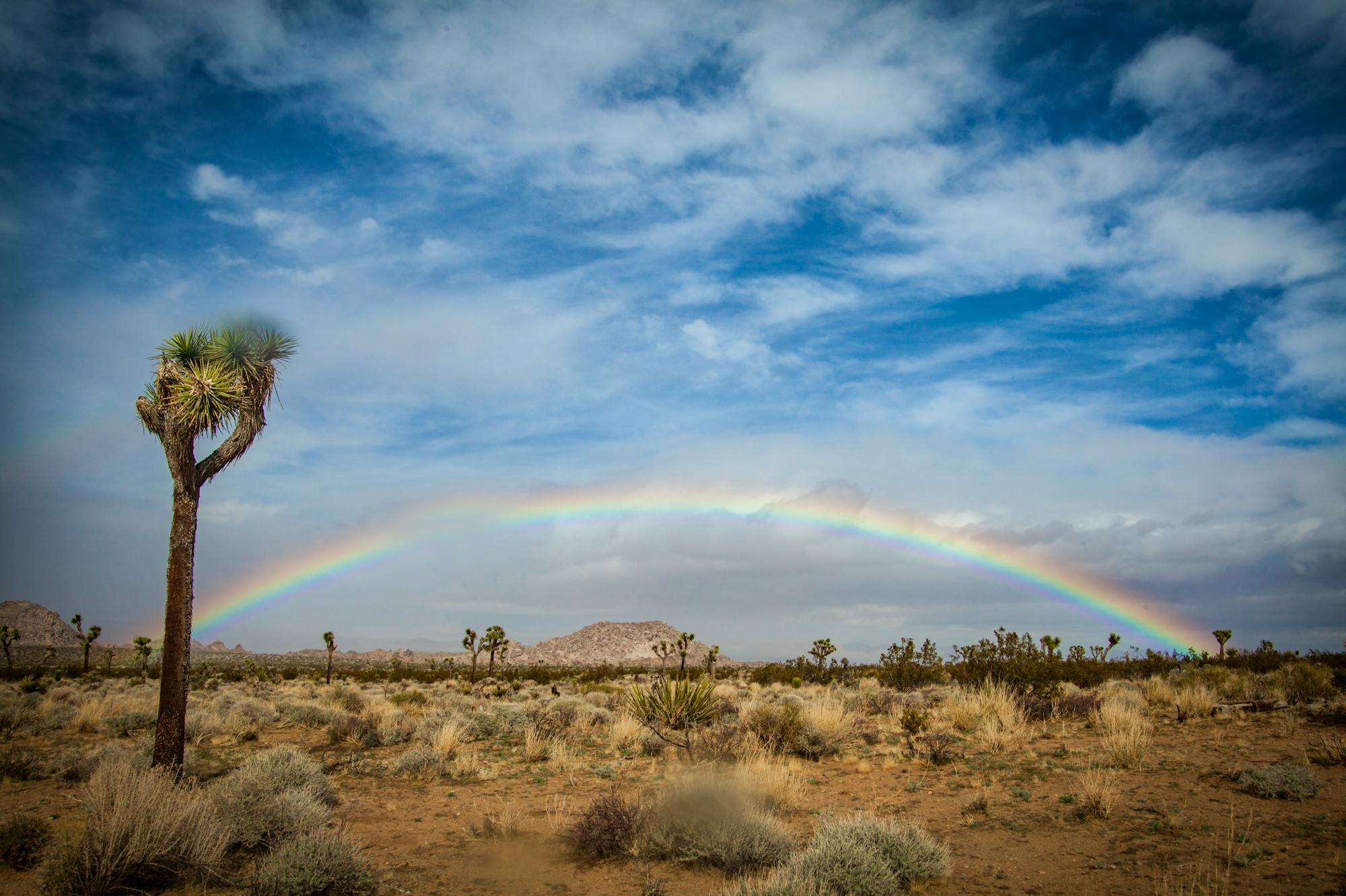 Single Joshua Tree at end of rainbow