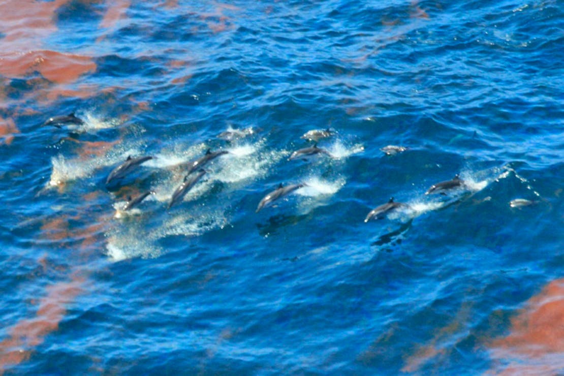 Striped dolphins observed in emulsified oil on April 29