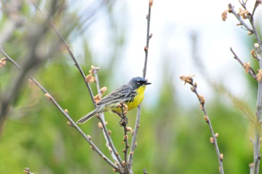 Kirtland’s warbler 