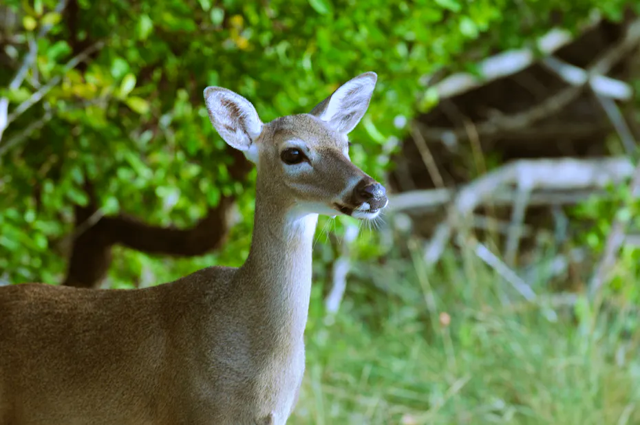 Endangered Species Are Overwhelmingly Threatened by Climate Change ...