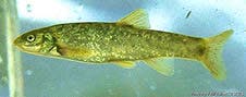 Foskett speckled dace