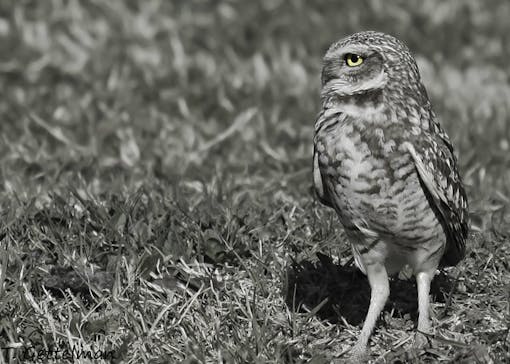 Burrowing owl in northern California