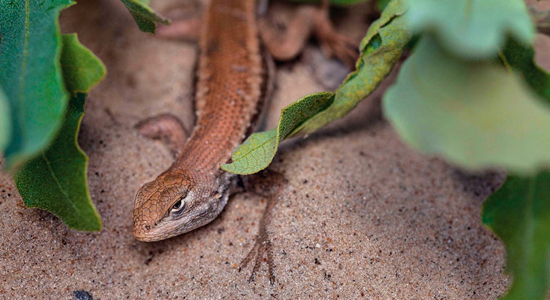 Dunes Sagebrush Lizard