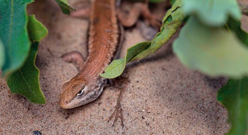 Dunes Sagebrush Lizard