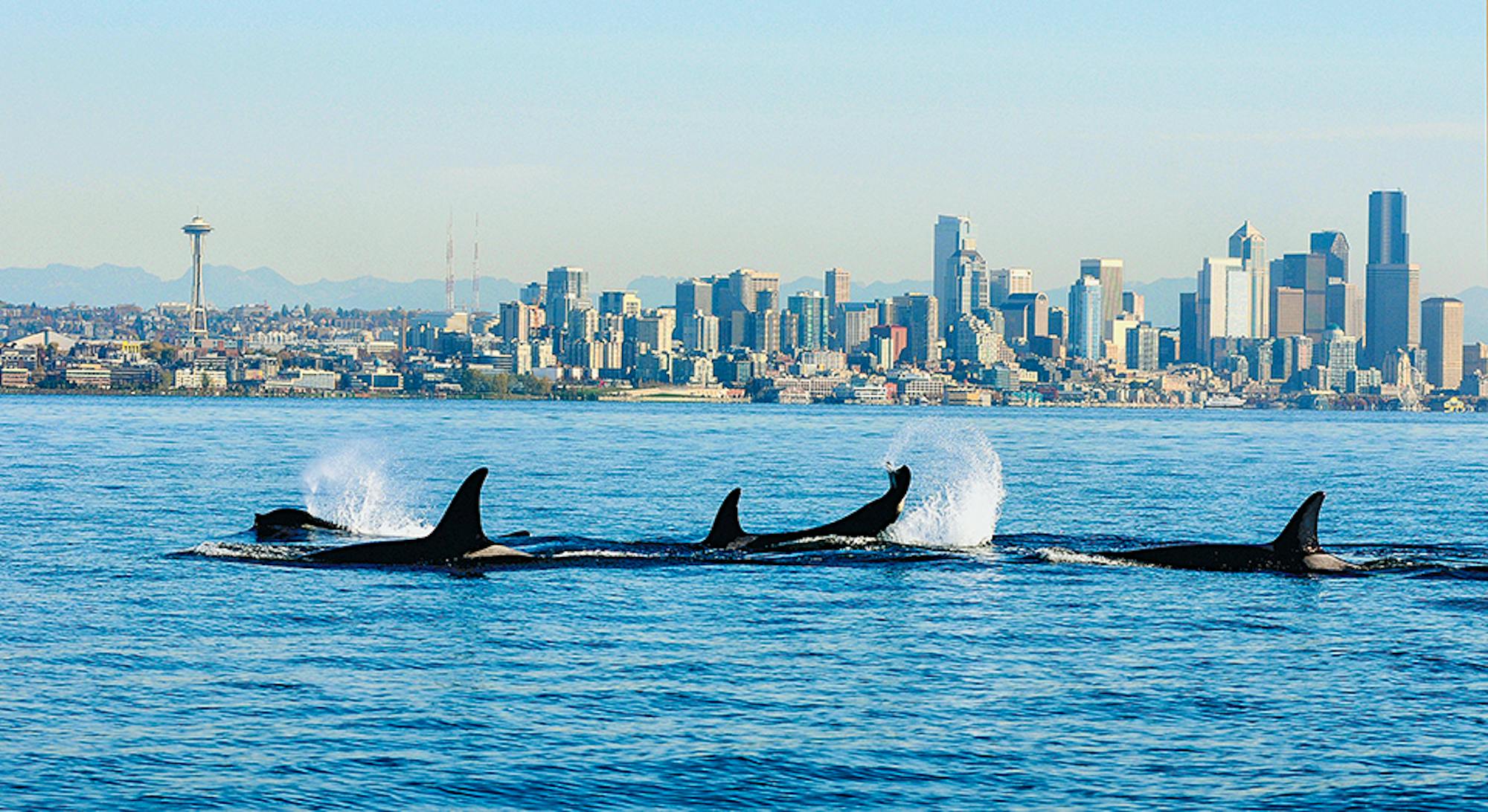 Orcas