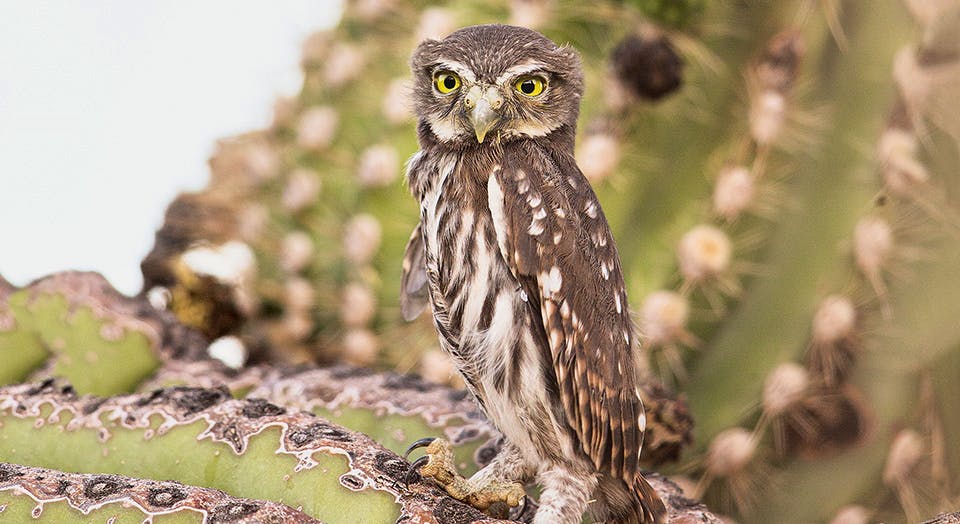 Cactus Ferruginous Pygmy Owl