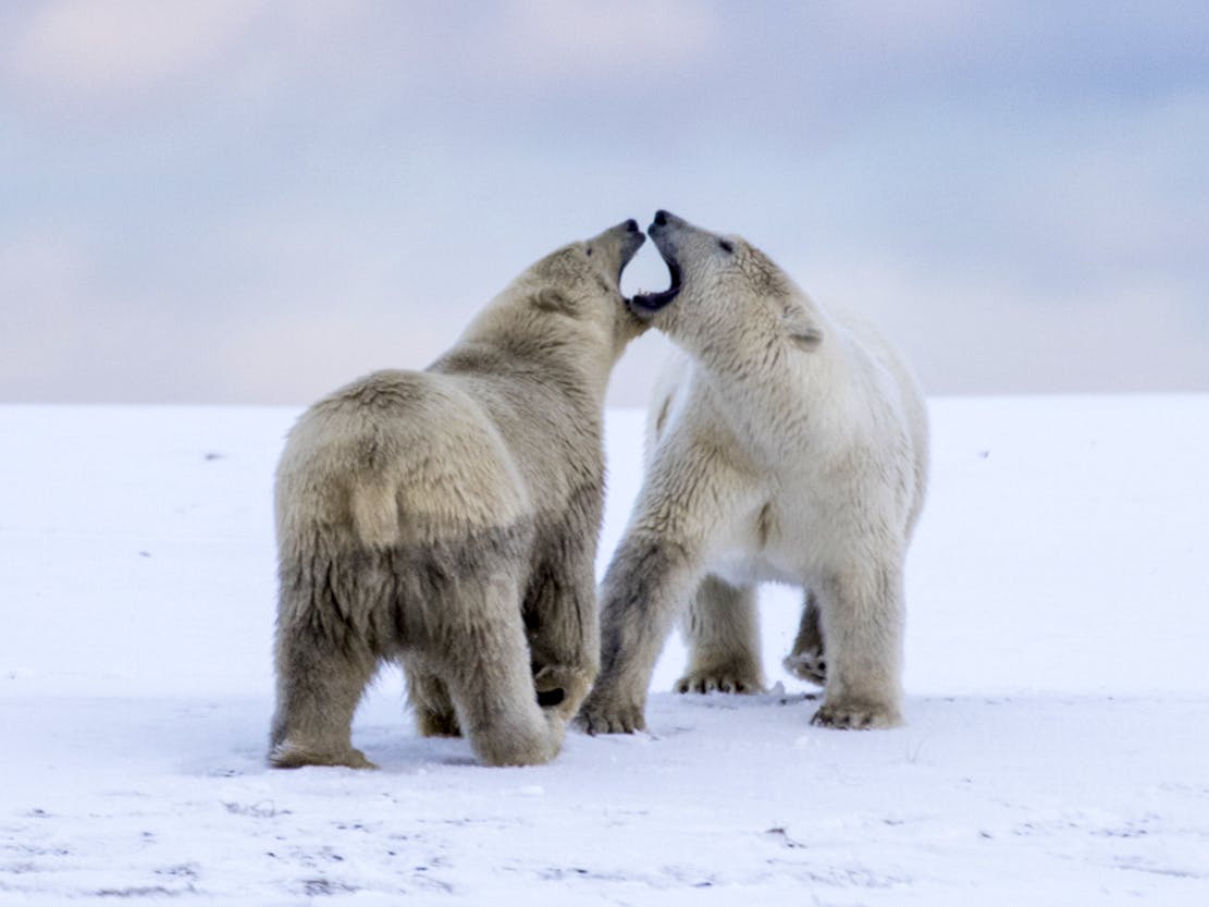 Polar bears Arctic
