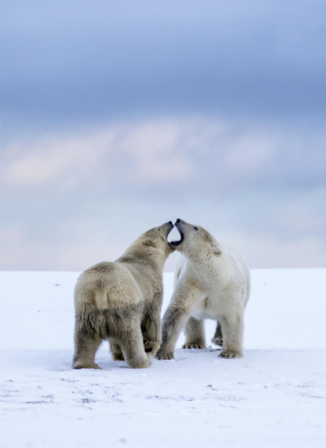 Polar bears Arctic