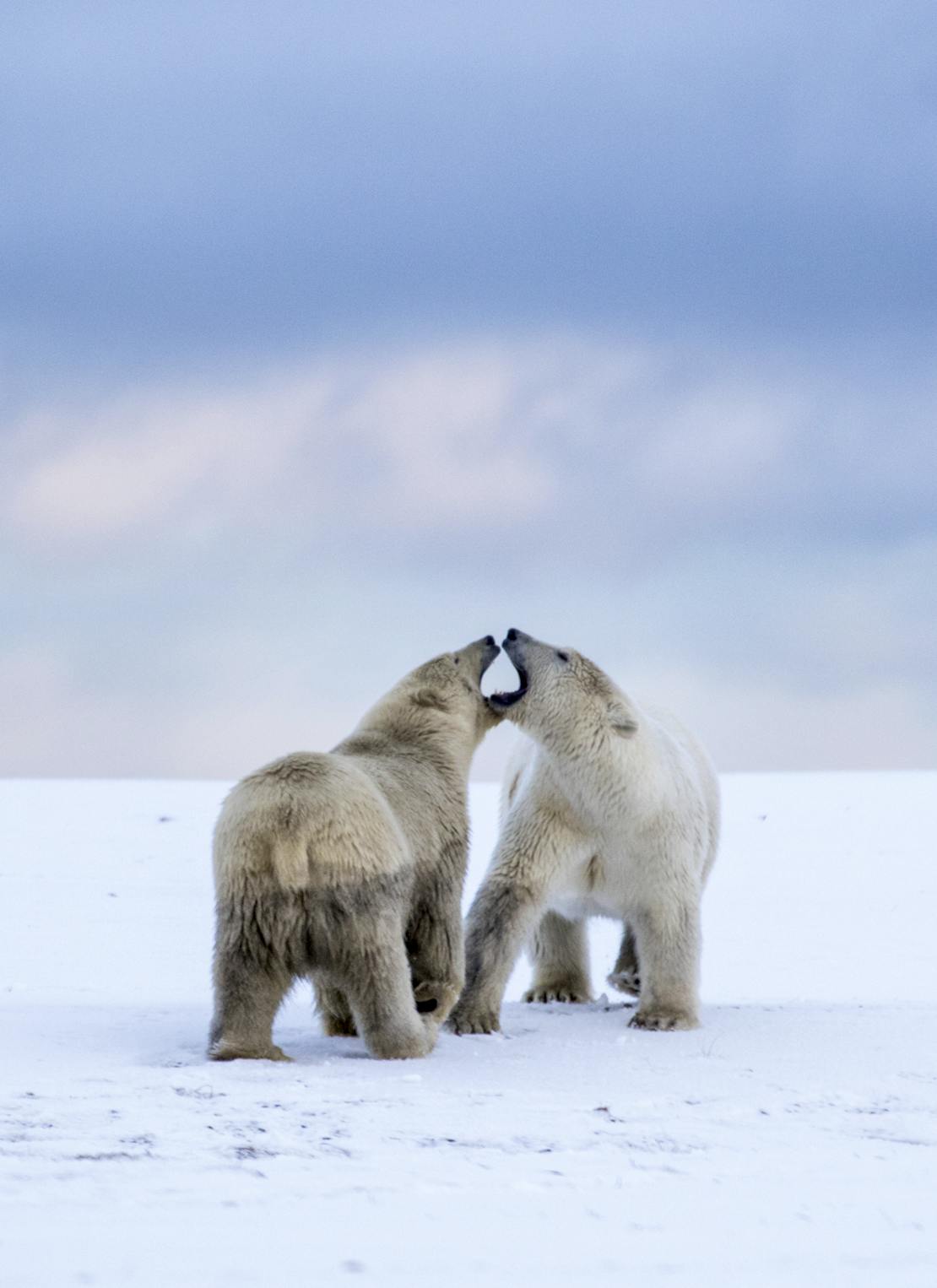 Polar bears Arctic 