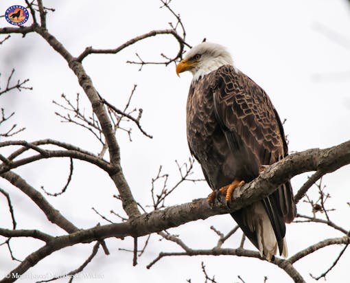 Bald Eagle NY