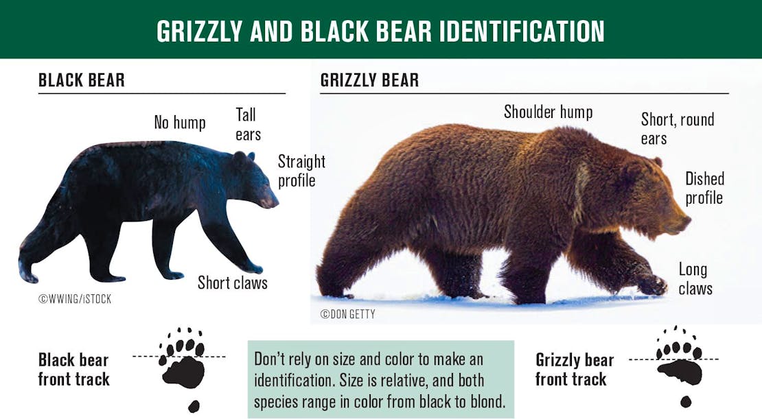 Bear ID Card