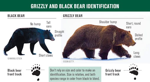 Bear ID Card