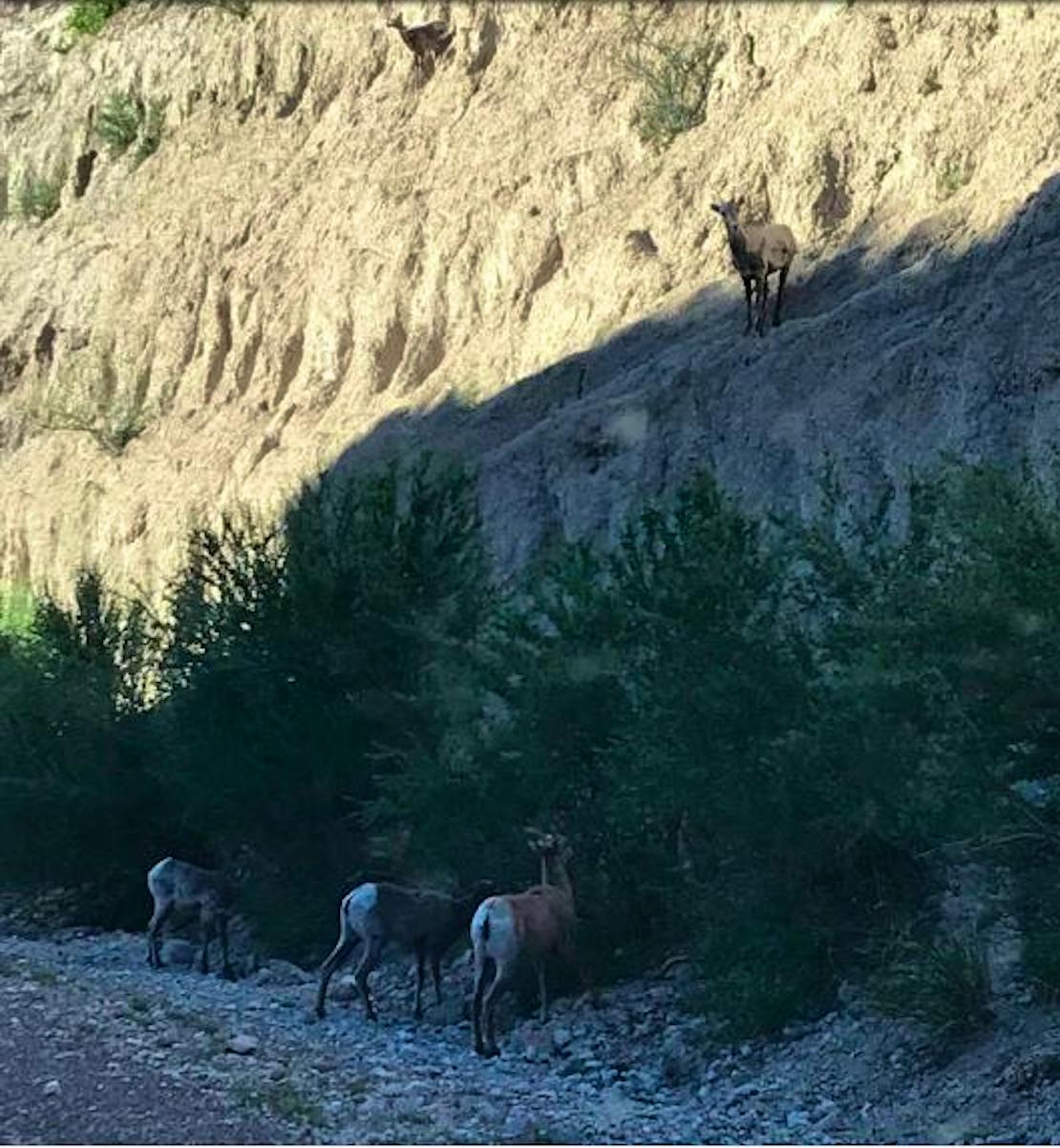 Bighorn sheep