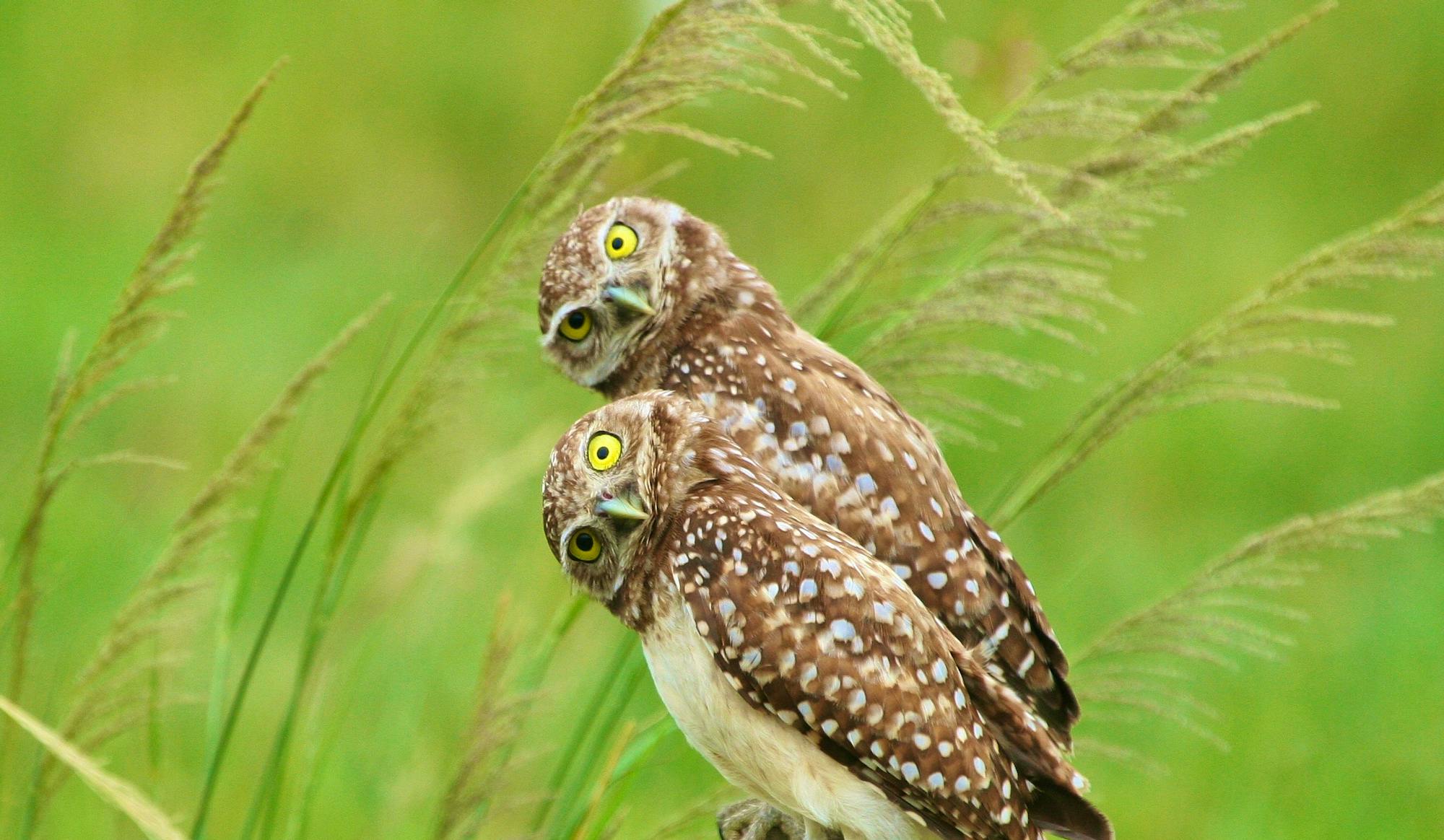 Burrowing Owls
