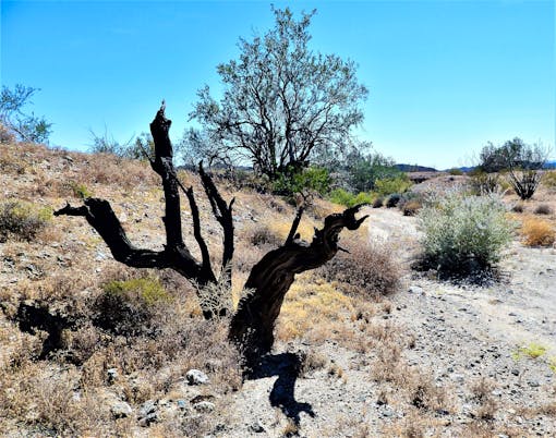 Chuckwalla Bench National Conservation Lands 