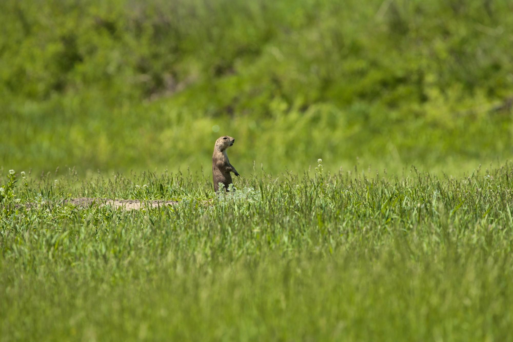 Prairie dog 