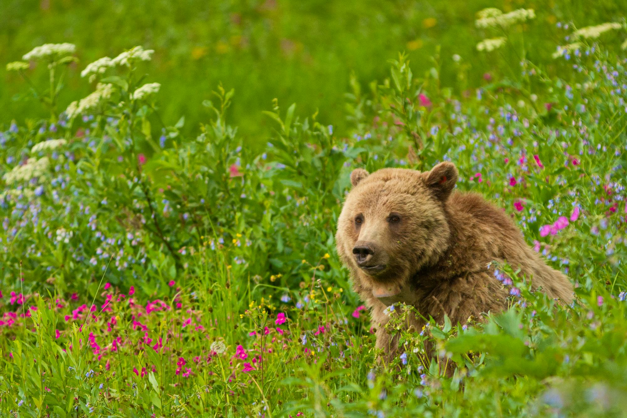 Grizzly bear sow Dunraven Pass in Yellowstone National Park