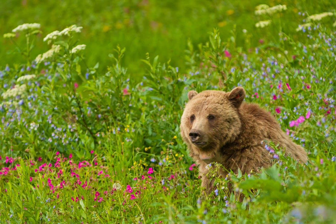 Grizzly bear sow Dunraven Pass in Yellowstone National Park 