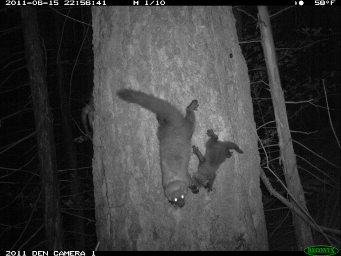 F11 climbing down the maternal den tree with kit 