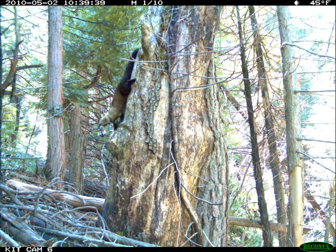 Fisher climbing down tree with kit 