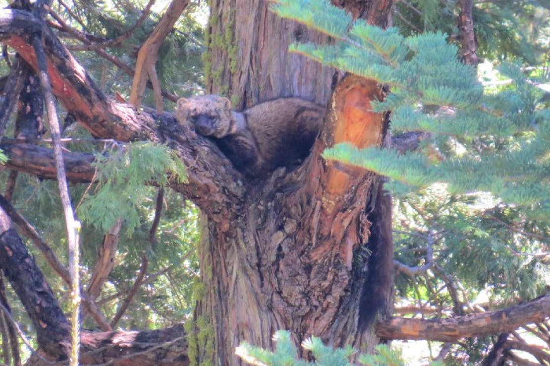 Fisher in a tree